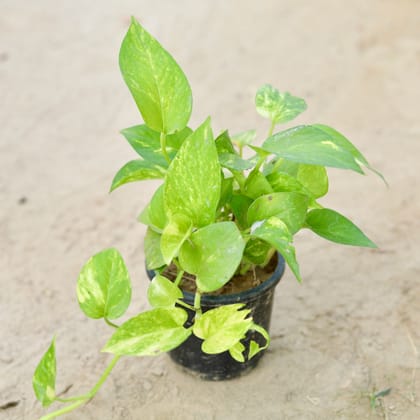 Buy Money Plant Green in 4 Inch Nursery Pot Online | Urvann.com
