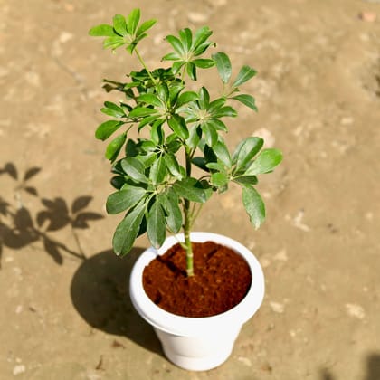 Buy Schefflera Green in 6 Inch Classy White Plastic Pot Online | Urvann.com