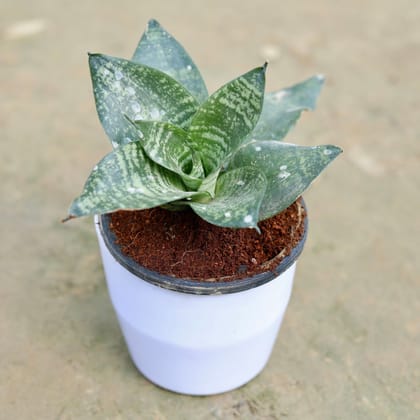 Buy Snake Green Dwarf in 4 Inch Classy Fancy Plastic Pot (any colour) Online | Urvann.com