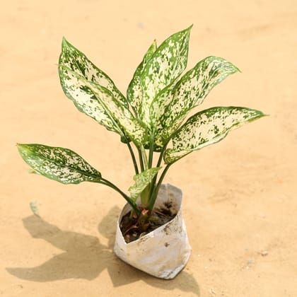 Buy Aglaonema Snow White in 4 Inch Nursery Bag Online | Urvann.com