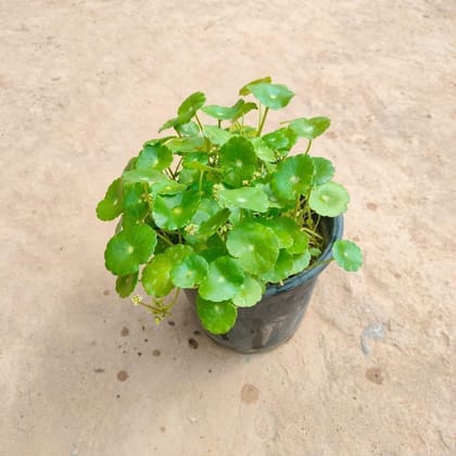 Buy Brahmi Dollar / Chinese Money Plant in 5 Inch Plastic Pot Online | Urvann.com