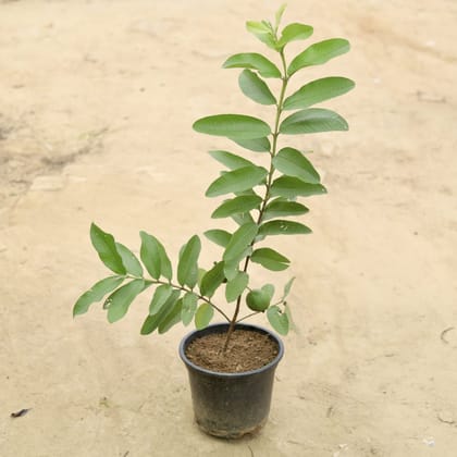 Buy Amrood /Guava in 8 Inch Plastic Pot Online | Urvann.com