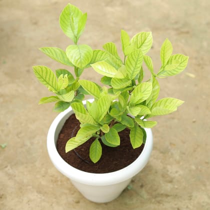Buy Gandhraaj / Gardenia (any colour) in 10 Inch Classy White Plastic Pot Online | Urvann.com