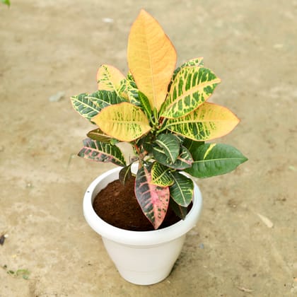 Buy Croton Petrain 10 Inch Classy White Plastic Pot Online | Urvann.com