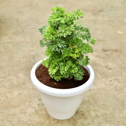 Buy Aralia Green in 10 Inch Classy White Plastic Pot Online | Urvann.com