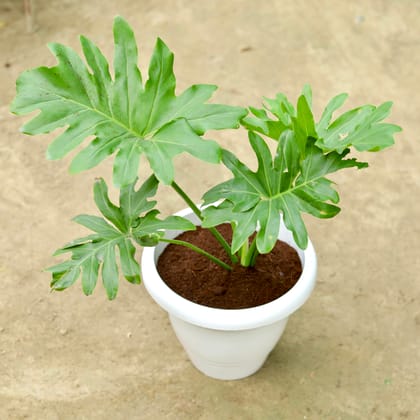 Buy Xanadu Green in 10 Inch Classy White Plastic Pot Online | Urvann.com