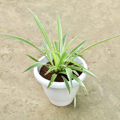 Buy Spider in 10 Inch Classy White Plastic Pot Online | Urvann.com