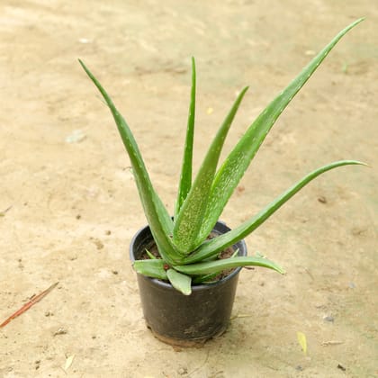 Buy Aloe Vera in 6 Inch Nursery Pot Online | Urvann.com