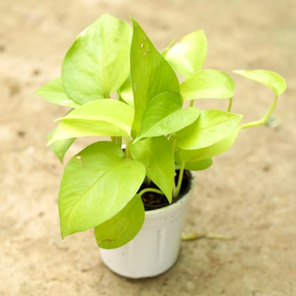 Buy Golden Money Plant in 3 Inch White Nursery Pot Online | Urvann.com