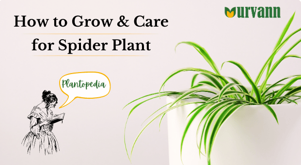 Spider Plants: How to Grow and Care for Spider Plants