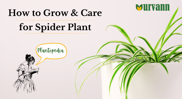 How to Grow and Care for Spider Plants