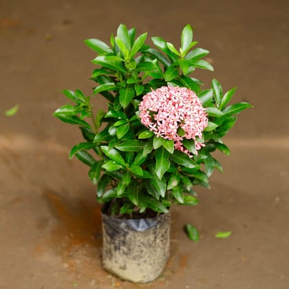 Buy Ixora Pink in 5 Inch Nursery Bag Online | Urvann.com