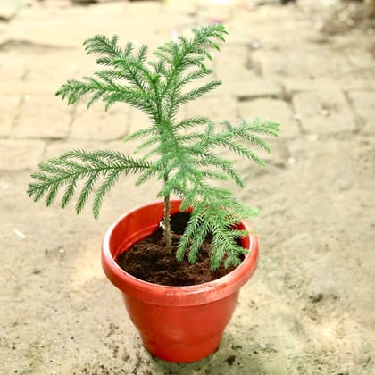 Buy Araucaria / Christmas Tree in 5 Inch Classy Red Plastic Pot Online | Urvann.com