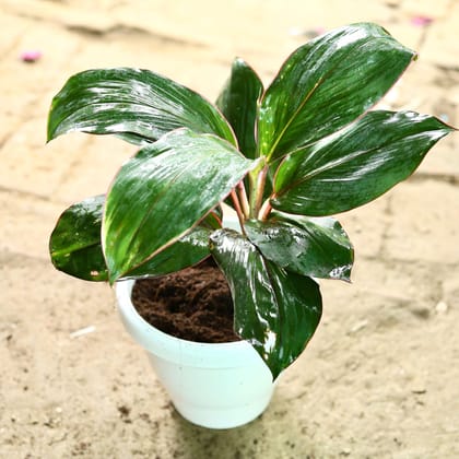 Buy Dracaena Kedarnath in 5 Inch Classy White Plastic Pot Online | Urvann.com