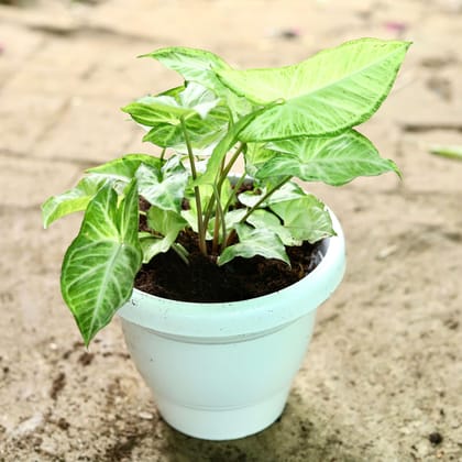 Buy Syngonium Green Arrowhead in 5 Inch Classy White Plastic Pot Online | Urvann.com