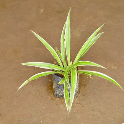 Buy Spider in 3 Inch Nursery Bag Online | Urvann.com