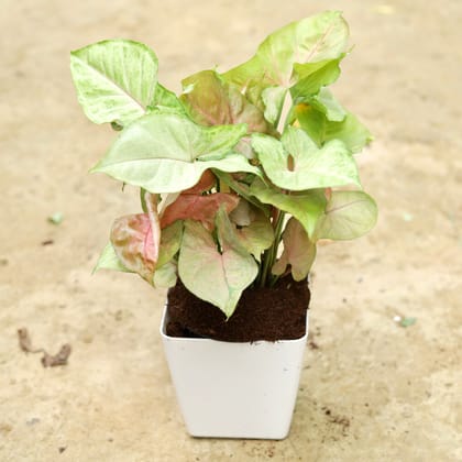 Buy Syngonium Pink in 4 Inch Classy White Square Plastic Pot Online | Urvann.com
