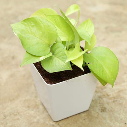 Buy Money Plant Golden in 4 Inch Classy White Square Plastic Pot Online | Urvann.com