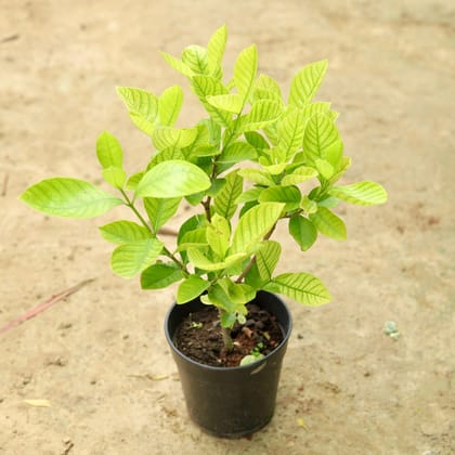 Buy Gandhraj / Gardenia (any colour) in 5 Inch Nursery Pot Online | Urvann.com