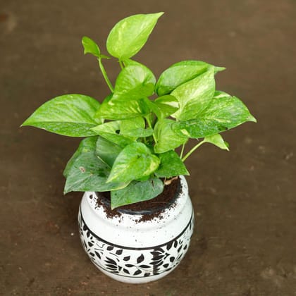 Buy Money Plant Desi in 4 Inch Classy Matki Designer Ceramic Pot (any colour & design) Online | Urvann.com