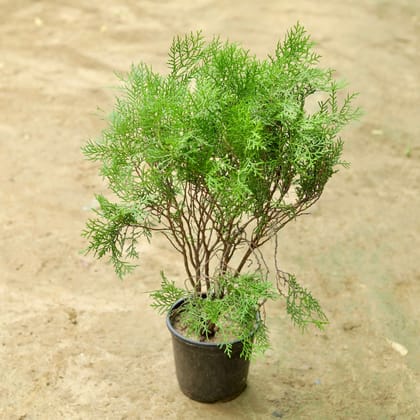 Buy Mor Pankhi in 5 Inch Nursery Pot Online | Urvann.com