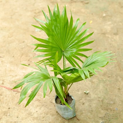 Buy China / Fan Palm in 3 Inch Nursery Bag Online | Urvann.com