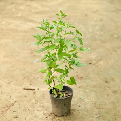 Buy Rama Tulsi in 5 Inch Nursery Pot Online | Urvann.com