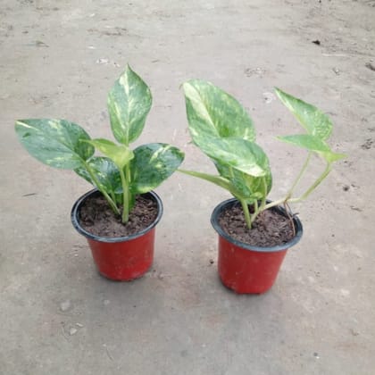 Set Of 2 - Green Money Plant In 4 Inch Nursery Pot