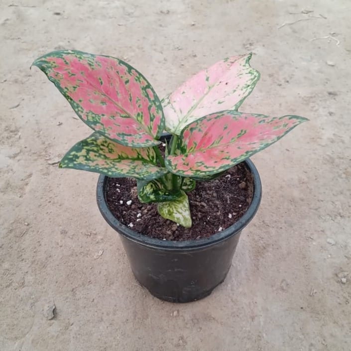 Aglaonema Pink / Ruby in 5 Inch Nursery Pot