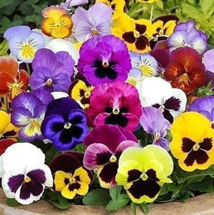 Buy Pansy Mixed Seeds - Excellent Germination - Excellent Germination Online | Urvann.com