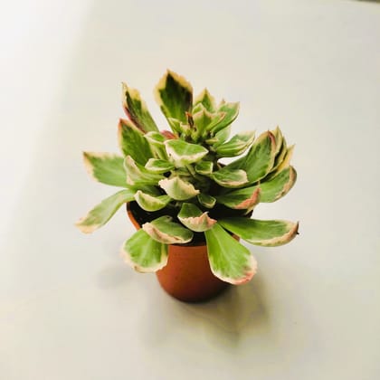 Buy Echeveria Lilacina Succulent in 2 Inch Plastic Pot Online | Urvann.com