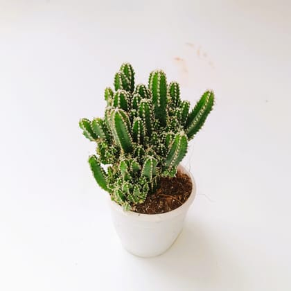 Buy Triangle Cactus in 2 Inch Plastic Pot Online | Urvann.com