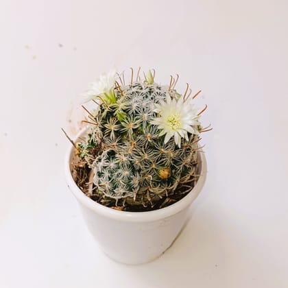Buy Escobaria Cactus in 2 Inch Plastic Pot Online | Urvann.com