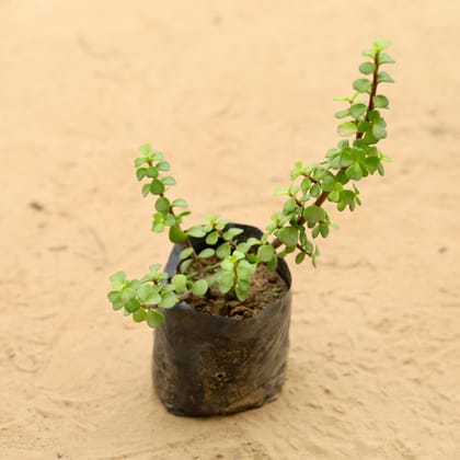 Buy Jade Plant In 4 Inch Nursery Bag Online | Urvann.com