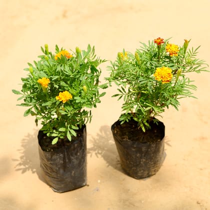 Buy Set of 2 - Marigold Jafri (any colour) In 4 Inch Nursery Bag Online | Urvann.com