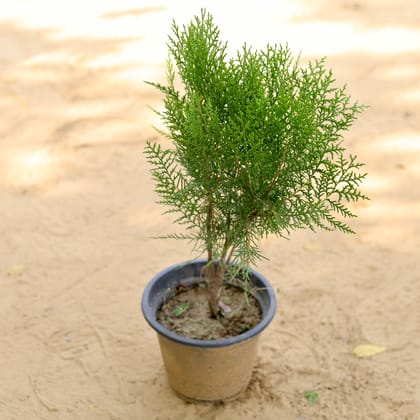 Buy Morpankhi  In 8 Inch Nursery Pot Online | Urvann.com