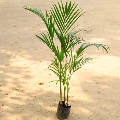 Buy Areca Palm (~ 1.5 Ft) In 6 Inch Nursery Bag Online | Urvann.com