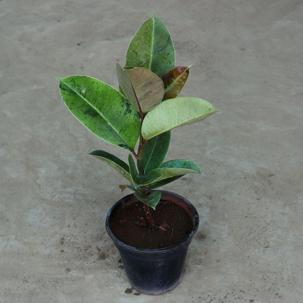 Variegated Green Rubber Plant in 6 Inch Nursery Pot