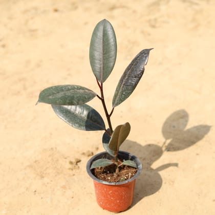 Buy Rubber Plant in 4 Inch Plastic Pot Online | Urvann.com