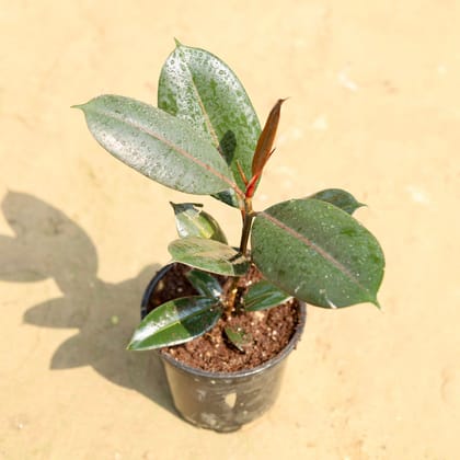 Buy Rubber Plant Black in 4 Inch Nursery Pot Online | Urvann.com