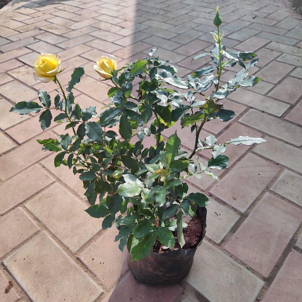 Desi Yellow Rose in 6 Inch Nursery Bag