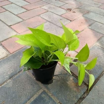 Buy Golden Money Plant in 4 Inch Plastic Pot Online | Urvann.com