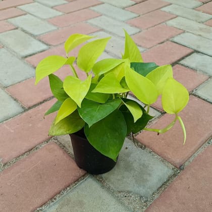 Buy Money Plant Golden in 4 Inch Plastic Pot Online | Urvann.com
