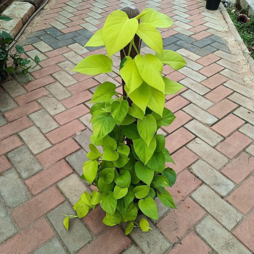 Money Plant Golden with 3 ft Moss Stick in 10 Inch Nursery Pot