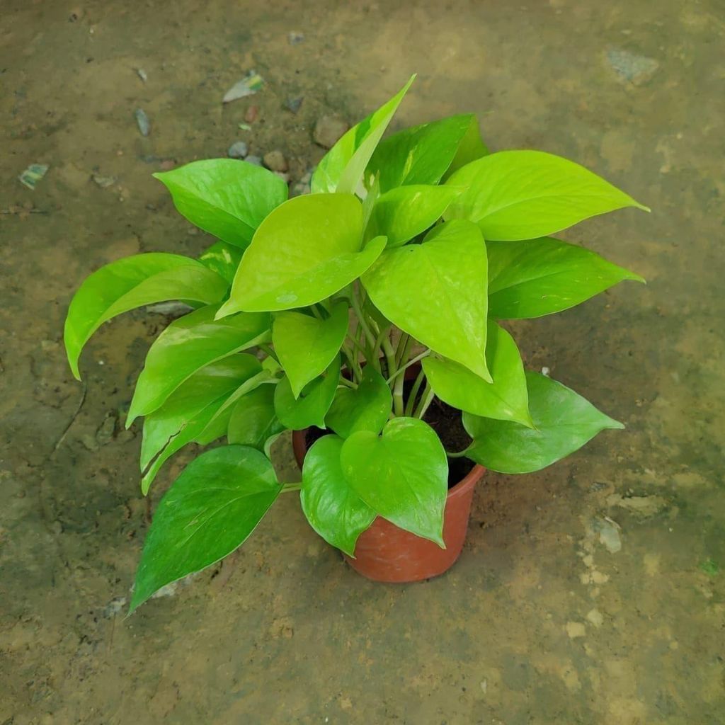 Golden Money Plant in 6 Inch Nursery Pot