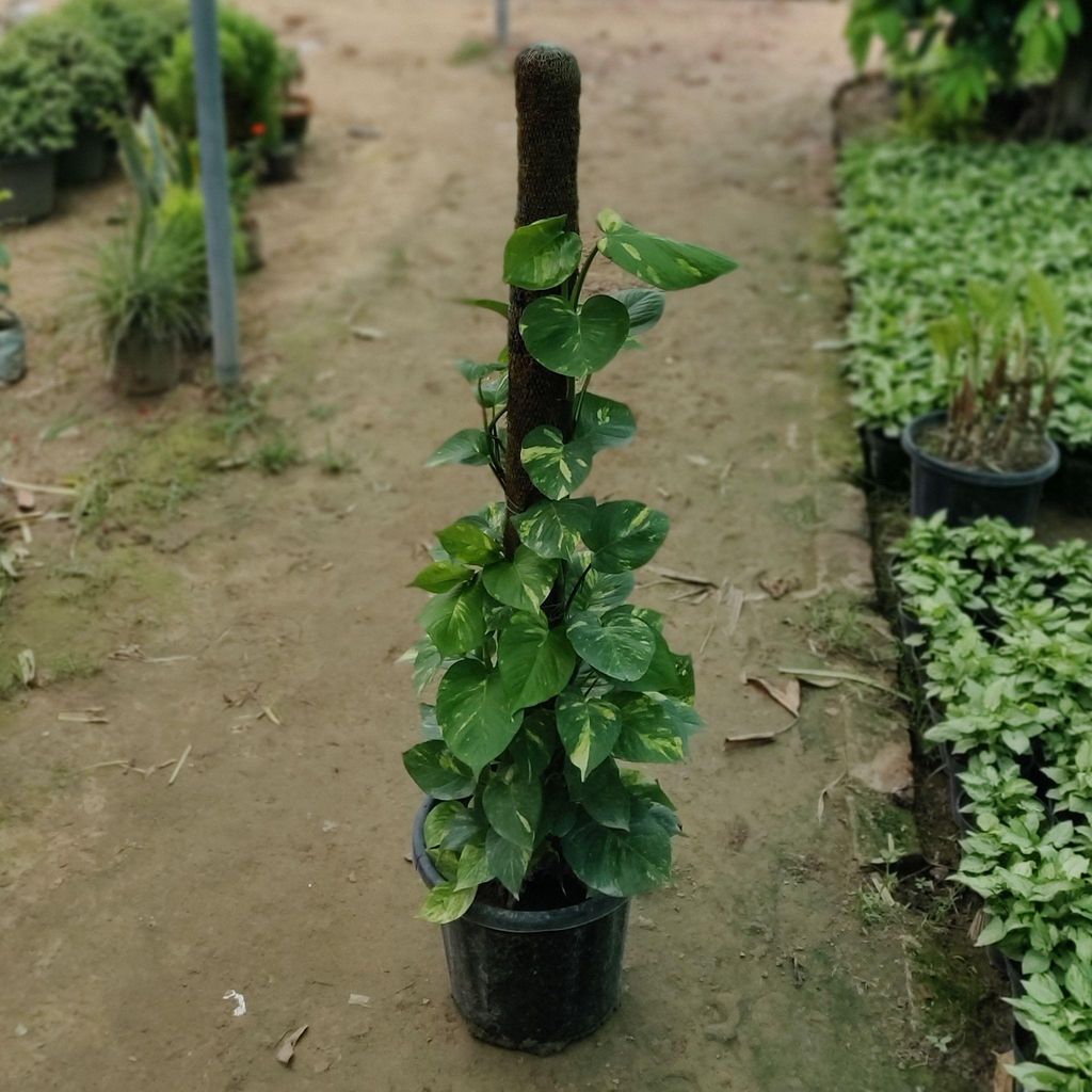 Money Plant with 4 Ft. Moss Stick in 12 Inch Nursery Pot