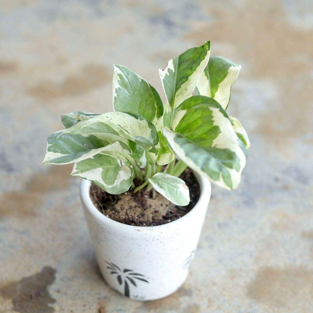 Marble Money Plant in 4 Inch Ceramic Pot (Any Design, Colour)