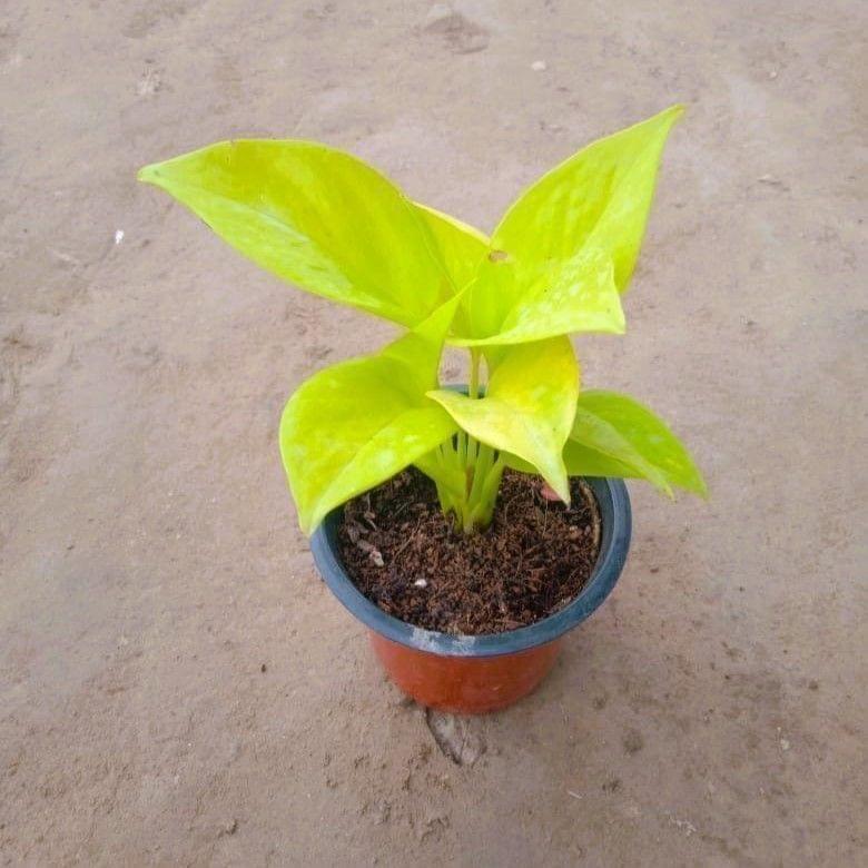 Golden Money Plant in 4 Inch Nursery Pot