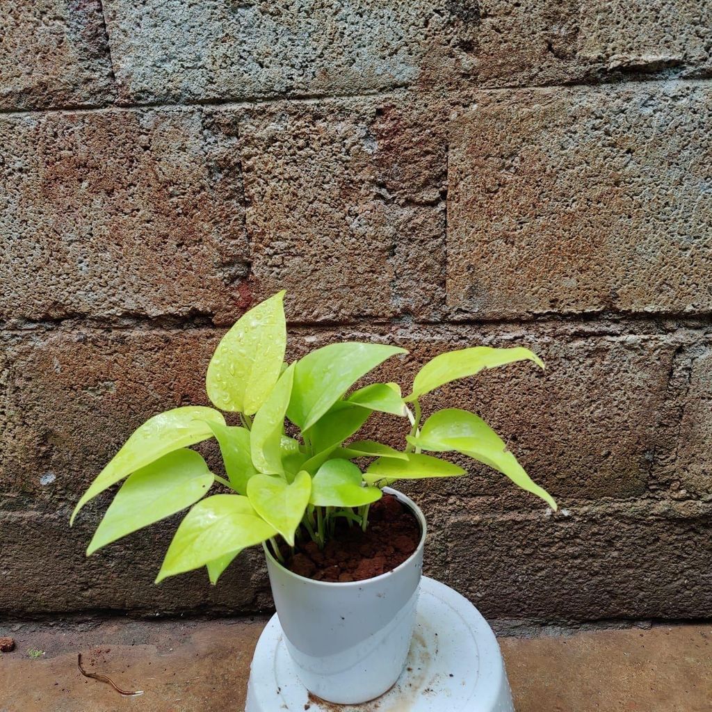 Golden Money Plant in 4 Inch Premium Plastic Pot (any colour)