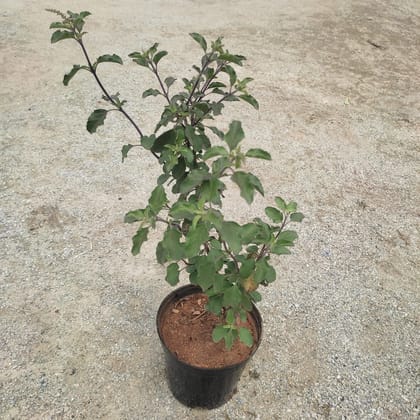 Buy Shyama Tulsi in 5 Inch Nursery Pot Online | Urvann.com